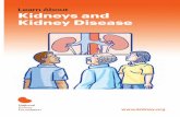 Learn About Kidneys and Kidney Disease and Kidney Disease 3 Know Your Kidneys Where are they? Your two kidneys are under the lower ribs in the back of the body above the waist. They