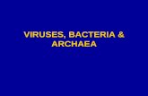 VIRUSES, BACTERIA & ARCHAEA - Warner Pacific   102/Lecture 2 Bacteria...VIRUSES, BACTERIA & ARCHAEA . VIRUSES ... Viral Replication