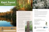 Karri Forest Karri Forest Explorer Drive Explorer · south-east of Pemberton and a main attraction on the Karri Forest Explorer Drive. ... developed in the karri forest after the