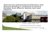 Aeromonas salmonicida proliferation and quorum … salmonicida proliferation and ... • Autoinducer-2 system – A. hydrophila – 4,5- ... J. Padra-08-04.ppt [Compatibility Mode]