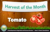 HOM Tomato PPT K-2 · were right here in Manatee County, Florida.