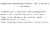 Restriction Enzyme digestion of DNA - Exercise 8sciencelearningcenter.pbworks.com/f/4+Re… · PPT file · Web view · 2017-07-26Restriction Enzyme digestion of DNA - Exercise 8.