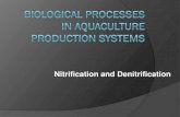 Nitrification and Denitrification - Universitas BrawijayaProcess 3: denitrification By this process, NO 3 in soil or water is converted into atm N 2, nitric oxide or nitrous oxide