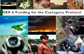 GEF-6 Funding for the Cartagena Protocol · change and land degradation ... Cambodia 0.38 0.38 0.00 100% ... • GEF political focal point – Governance issues
