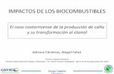 IMPACTOS DE LOS BIOCOMBUSTIBLES - …€¢ Identificar los impactos de la caña y su transformación al ... Palma de aceite: situación y áreas de cultivo ... Mitigar las consecuencias