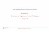 Genetics – DNA - cannabinetics.org 42-620 Engineering Molecular Cell Biology Lecture 15:Lecture 15: Chromosome Organization & DNA Packaging Chapter 4 BME42-620 Lecture 15, October