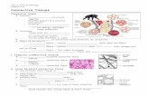 Connective Tissue Fill-in Notes STUDENT 2: Cells & Histology Chapter 4.2 Connective Tissues Connective Tissue Function: - _____ structures together - Provides support & protection