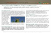 Drought and Heat Effects on Corn and Soybean · Drought and Heat Effects on Corn and Soybean ... Effects from drought are expected to be less on soybean plants ... please contact