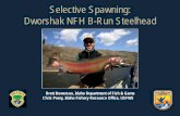 Selective Spawning: Dworshak NFH B-Run Steelhead Annual Meeting/Mar...Selective Spawning: Dworshak NFH B-Run Steelhead Brett Bowersox, Idaho Department of Fish & Game Chris Peery,