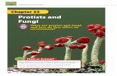 Chapter 23 Chapter Protists and Fungi · These organisms are neither! Protists and fungi are two groups of living ... 1 Read and complete a lab safety form. ... • unicellular or