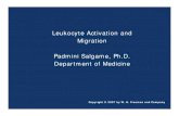 Leukocyte Activation and Migration Padmini Salgame, Ph.D ...njms.rutgers.edu/gsbs/olc/mci/prot/2009/Salgame_April2_09.pdf · Kuby IMMUNOLOGY, Sixth Edition 2007 W. H. Freeman and