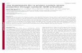 The ArabidopsisDJ-1a protein confers stress protection ...jcs.biologists.org/content/joces/123/10/1644.full.pdfand early mortality (Elchuri et al., 2005; Li et al., 1995; Phillips