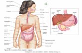  · frenulum Lingua Body iglottts Lingual tonsil Palatine tonsil Foramen cecum ... Symphysis pubis Peritoneum BECK re area of liver Caudate lobe of Lesser omentum