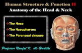 The Nose The Nasopharynx The Paranasal sinuses class2014-20… · To describe the external nose. To define the nasal cavity & its contents. To describe the nasal part of the pharynx.
