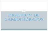 Digestion de Carbohidratos - … Discutir las bases bioquímicas de la digestión y absorción de los hidratos de carbono Describir las etapas y secuencia de reacciones de las vías