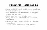sligoschneider.files.wordpress.com · Web viewKINGDOM: ANIMALIA Many celled, each cell has a nucleus Found everywhere Has respiration/breathes in oxygen, breathes out CO 2 Most can