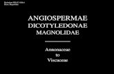 ANGIOSPERMAE - sydney.edu.ausydney.edu.au/arts/research/baudin/Herbarium/H16_Dicot_Magnol.pdf · ANGIOSPERMAE DICOTYLEDONAE MAGNOLIDAE _____ ... (1 report) and Riedlé (10 ... or