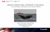 Marine Mammals of British Columbia - WWF-Canadaawsassets.wwf.ca/downloads/ford_1.pdf · Marine Mammals of British Columbia Current Status, Distribution and Critical Habitats John