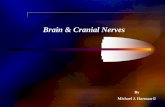 Brain & Cranial Nerves - Lone Star College · Olfactory bulb Olfactory Cranial Nerves Olfactory (l) tract Optic (Il) Optic tract Oculomotor Trochlear (IV) Vestibulo- cochlear Trigeminal
