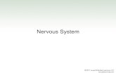 Nervous System - Belton Independent School District · 10-1 An Overview of the Nervous System ... Spinal Nerves • The spinal cord gives off numerous nerves ... • Controls autonomic