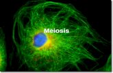 Cell Growth & Reproduction - Cloud Object Storage | Store ... · PDF file9.3 Meiosis VS Mitosis •Meiosis- two nuclear divisions while Mitosis- one. •Meiosis-four daughter nuclei