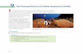 The Photosynthesis and Cellular Respiration Shuffle I 9 The Photosynthesis and Cellular Respiration Shuffle I n the previous activity, “Moving Through the Carbon Cycle,” you examined