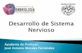 Ayudante de Profesor: José Antonio Morales Fernándezembriologia.facmed.unam.mx/documentos/desanervioso.pdf · El sistema nervioso por su localización se divide en central (encéfalo