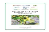 Manual para el cultivo de piñon en Honduras - ec.europa.euec.europa.eu/energy/intelligent/projects/sites/iee-projects/files/... · - Clase: Magnoliopsida - Sub clase: Rosidae - Orden: