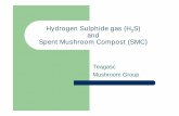 Hydrogen Sulphide gas (H2S) and Spent Mushroom Compost (SMC)€¦ · Hydrogen Sulphide gas (H 2 S) and Spent Mushroom Compost (SMC) Teagasc Mushroom Group