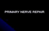 PRIMARY NERVE REPAIR - Alpha Hand Surgery Centrealphahandcentre.com/.../uploads/2014/08/Primary-Nerve-Repair.pdfUnencapsulated( free nerve endings ... functional motor recovery Reasonable