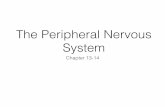 The Peripheral Nervous System - AandPonline.comaandponline.com/wp-content/uploads/2015/01/PNS-Lecture-Slides-PDF.pdfPeripheral Nervous System ... • General Sensory Receptors: •