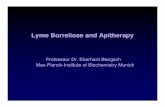 Lyme Borreliose and Apitherapy - apimondia.com€¦ · Lyme Borreliose and Apitherapy. ... About 1.000.000 people infected without proper diagnosis and treatment. ... EBV, CMV, Herpes