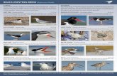 BEACH-NESTING BIRDS Reference Guide · BEACH-NESTING BIRDS Conservation & What you can do Photo credits: Jack Rogers (American Oystercatcher- chick); Chris Burney (Sign, Least Tern-