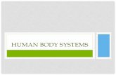 Human Body Systems - Brown Biology HUMAN BODY •Anatomy ... •Organ Systems- two or more organs working in a ... signals from sensory neurons and process the information to