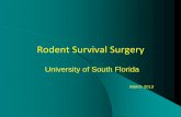 Rodent Survival Surgery - University of South Florida · contents. Plan It All Out ! ... One tray holds extra items such as gauze, small parts or extra/seldom ... nose-cone, intubation