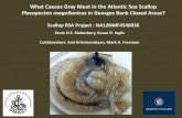 What Causes Gray Meat in the Atlantic Sea Scallop ...s3.amazonaws.com/nefmc.org/1b_SMAST-Presentation_What-Causes-… · What Causes Gray Meat in the Atlantic Sea Scallop Placopecten