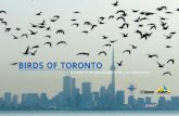 BIRDS OF TORONTO · will be able to learn more about the destinations of Toronto’s migrating birds. What we do understand is that birds follow ancient