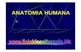 ANATOMIA HUMANA - Fisiokinesiterapia · É o capítulo da anatomia humana responsável pelo estudo dos ossos do corpo humano. FORMAÇÃO DA MATRIZ ÓSSEA PELOS OSTEOBLASTOS