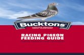 RACING PIGEON FEEDING GUIDE - Bucktons€¦ · Racing Pigeon General Feeding and Care Guide 5 ... Racing Pigeon Corn Mixtures 8-19 Feeding Guide 20-38 ... Maple Peas, Plate Maize,