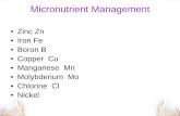 Micronutrient Management - Agronomy Management • Zinc Zn • Iron Fe ... Nickel. Eight Essential Nutrients • Minor elements or trace ... Zn Effects On Corn Yields P 2 O 5 Zn B’cast