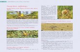 Snapshot sightings February 2014 at Dighal - Indian Birdsindianbirds.in/pdfs/IB 9.3.SnapshotSightings.pdfSnapshot sightings Wedge-tailed Green Pigeon at Yeoor Hills, Maha-rashtra Prateik