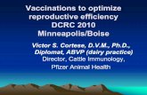 Vaccinations to optimize reproductive efficiency DCRC 2010 ... 2009 PPT.pdf · ncp ; biotype. Synthesises protein ... infection or establishes a persisting latent infection. ... Pathogenic