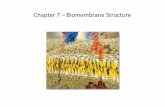 Chapter 7 –BiomembraneStructure · 2017-04-09 · Chapter 7 –BiomembraneStructure 7.1 The Lipid Bilayer: Composition and Structural Organization ... •Biological membranes