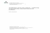 Antibiotics from the nature - culturing of genetically ... · of genetically talented bacterial isolates ... Antibiotics from the nature - culturing of genetically talented ... Independent