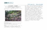 Giant cane (Arundinaria gigantea) Plant Guideplants.usda.gov/plantguide/doc/cs_argi.docx · Web viewgiant cane Arundinaria gigantea Muhl. Plant Symbol = ARGI Contributed by: USDA