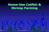 Home-Use Catfish  Shrimp   Catfish  Shrimp Farming. Home-Use Catfish ... PowerPoint Presentation Author: Sandie Waddell Created Date: 3/14/2011 4:34:28 PM