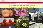Las plantas en la Región de Murcia Diversidad ... · Jueves 1 de marzo: Los nombres de las plantas y factores que influyen en su distribución en Murcia. ... 100 setas de la provincia