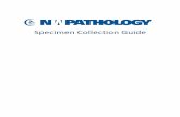 Specimen Collection Guide - Northwest Pathology Pathology Specimen Collection Guide Page 3 Cytology General Guidelines PRESERVATION To minimize the cellular distortion and degeneration,