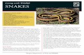 Living with Wildlife SNAKES - dfw.state.or.us · habitats such as oak woodland; ... before it begins to freeze at night and in the spring before it becomes too ... The Ring-necked