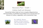 Recovery Plan Draft Cotton leaf curl disease · Recovery Plan –Draft ... parenchyma and bundle sheath extension cells, and hyperplastic cells ... Cotton leaf curl disease (CLCuD)